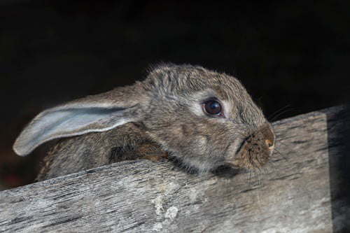 can rabbits see in the dark?