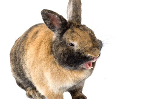 can you file a rabbit's teeth?