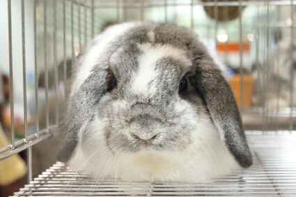 What S The Longest You Can Leave A Rabbit Alone Rabbit Care Tips