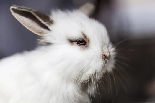 do rabbits close their eyes?