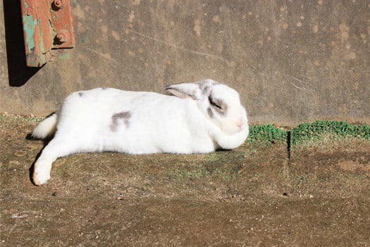 do rabbits play dead when scared?