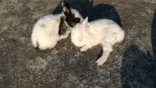 do rabbits pretend to be dead?