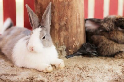 do rabbits sleep with their eyes open or closed?