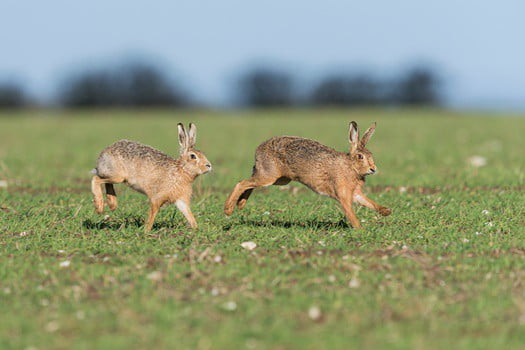 two female rabbits fighting