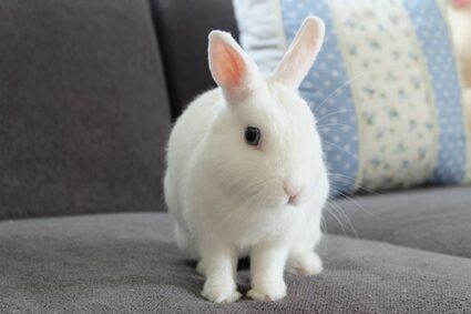 white dwarf bunny