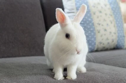 dwarf rabbit size comparison