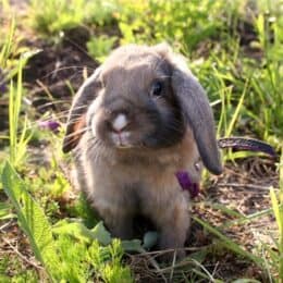 How Long do Dwarf Rabbits Live? (with Life Expectancy Table)