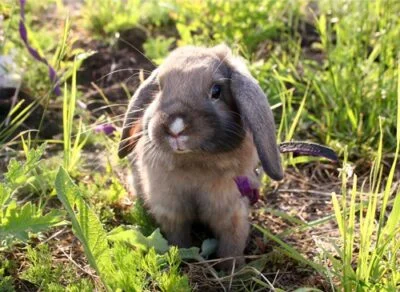 how big does a dwarf rabbit grow?