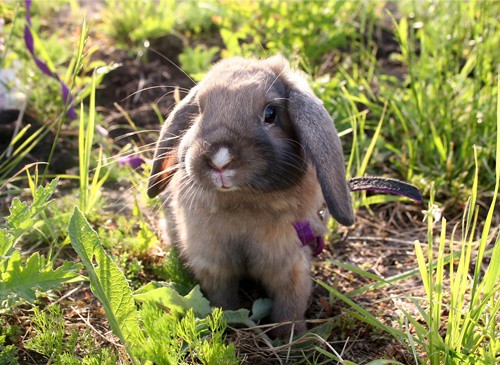 Mini Lop Weight Chart