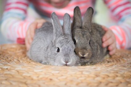 how do rabbits forgive each other?