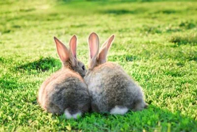 how do rabbits say sorry?