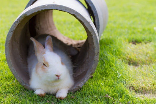 how hot is too hot for a rabbit?