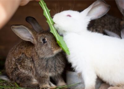 how long do domestic rabbits live as pets?