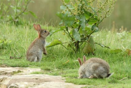how long do rabbits live in the wild?