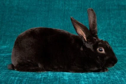 how long do rex rabbits live?