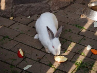 how to give rabbits apples