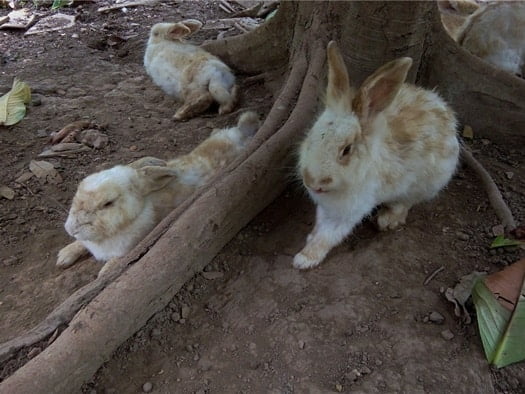 how to keep outdoor rabbits cool in summer