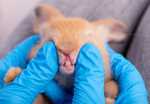 how to remove discoloration from a rabbit's teeth