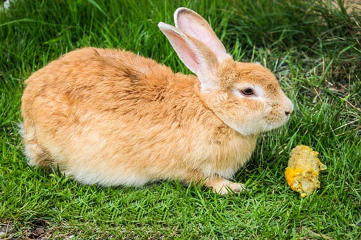 human food safe for rabbits