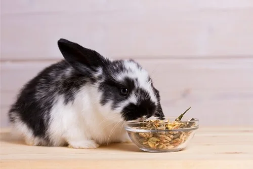 human foods that are safe for rabbits