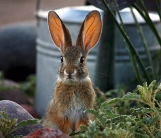plants that discourage rabbits perennial