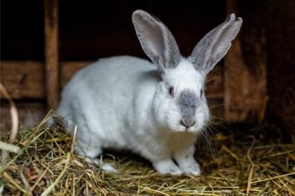 rabbit hairballs treatment