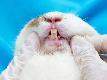 rabbit rubbing teeth together