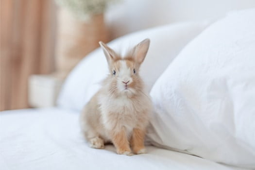 rabbit sleeping in bed