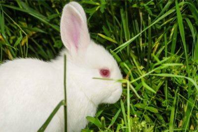 albino dwarf rabbit