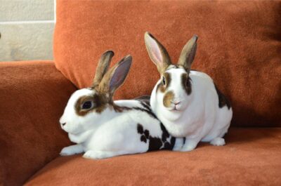 rex rabbits as pets