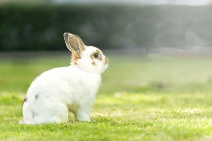 what’s the biggest dwarf rabbit?