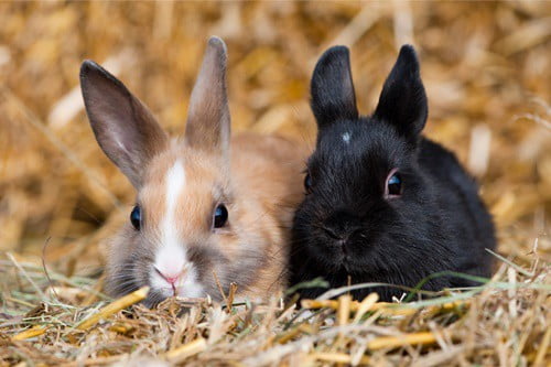 what age can rabbits get pregnant?