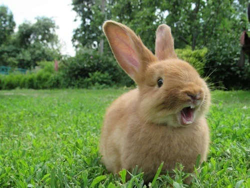 what does it mean when your rabbit grinds its teeth?
