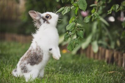 what plants do rabbits dislike