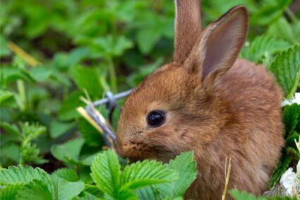 what plants do rabbits hate?