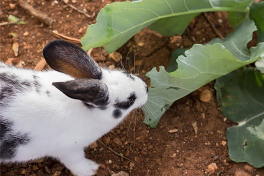 what to feed rabbits