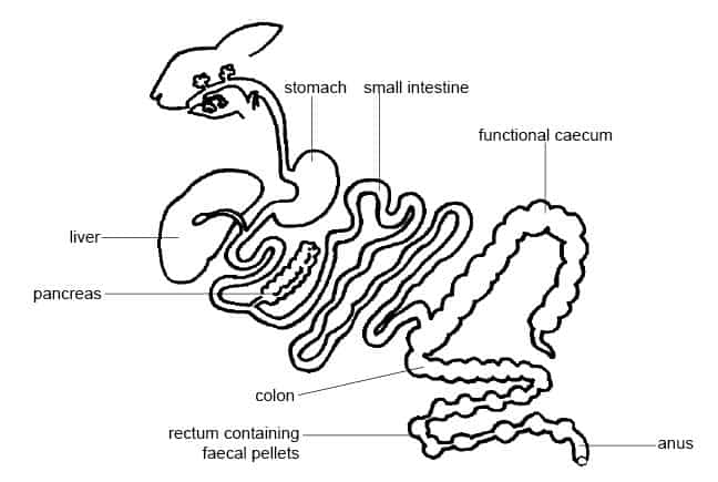 Rabbit_Digestion_Diagram