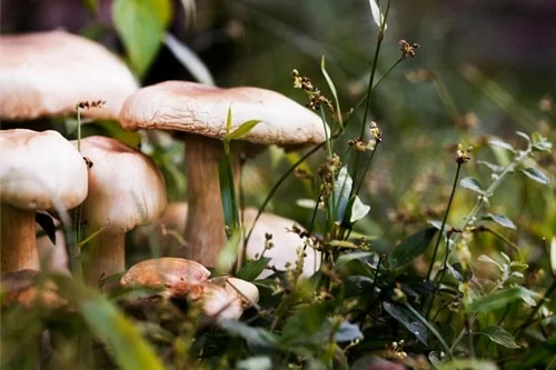 are mushrooms toxic to rabbits?