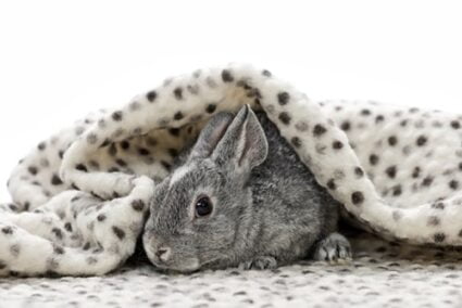 Can Rabbits Have Blankets and Towels in 