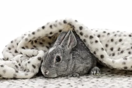 can I give my rabbit a blanket?