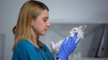 can fleas kill rabbits?