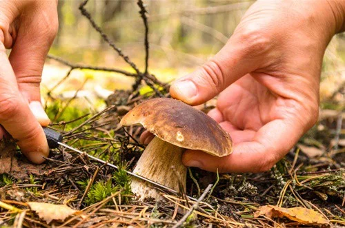 can mushrooms kill rabbits?