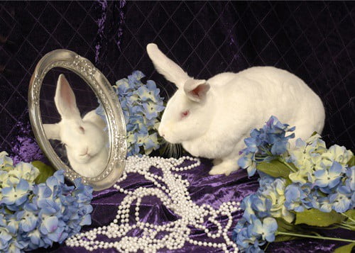 can rabbits recognize themselves in mirrors?