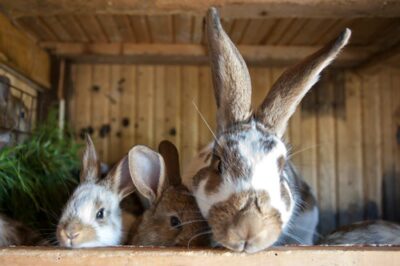 difference between a house rabbit and outdoor rabbit