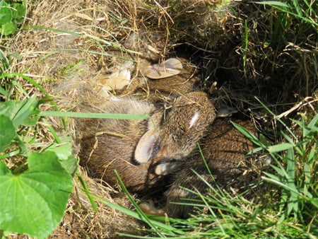 disturbed a wild rabbit nest