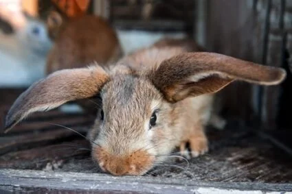 do rabbits cry when sad?