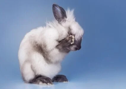do rabbits make crying noises?