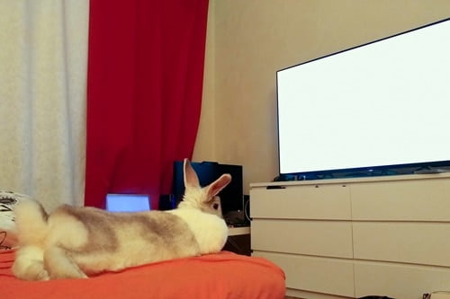 do rabbits watch television?