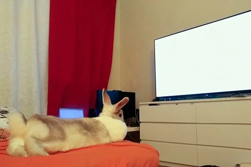 do rabbits watch television?