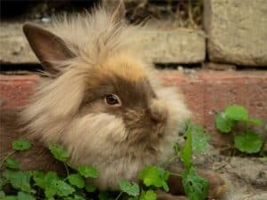 How Long do Dwarf Rabbits Live? (with Life Expectancy Table)